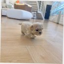 142 | 성북구미니비숑분양 퍼피에몽 후기