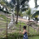 소이네 닭장 이미지