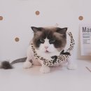 알콩달콩 애견미용실 이미지