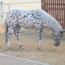 홍성군 승마장 이미지