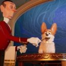 프린스 코기 이미지