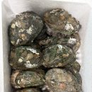 달래집밥 | 완도 산지직송 전복으로 전복요리 한상🔥 전복찜·전복회·봄음식 제대로 즐긴 집밥 후기