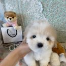 글로리 폭스 꼬똥 이미지