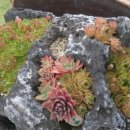 추풍령옛고개 이미지