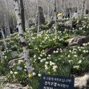 곤지암읍-12 | 2026년 경기도 광주 화담숲 티켓예약방법 벚꽃 수선화 만개시기 후기