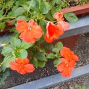 김해봉황초등학교 이미지