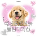 유이애견샵