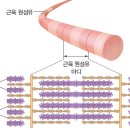 아연질소 ㅋ테스토스테론둘레들 이미지