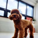 도그도그펫 이미지