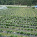 식이농장 이미지