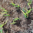 삼동담배집 이미지