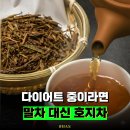 신흥에너지 | 다이어트 차계의 신흥 강자! 카페인 ZERO에 가까운 호지차 효능 5가지 (ft. 말차와 차이점)