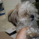 노성남 동물병원 이미지