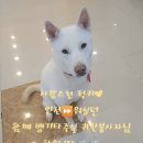 ✈️워싱턴, 샌프란시스코, 시애틀 이동봉사자 구합니다❤️ 이미지