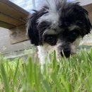 도그베이 오산점 이미지