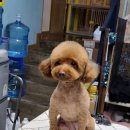 넘버원트리머 이미지