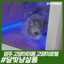 달빛냥살롱 이미지