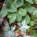 평창문익점펜션 이미지