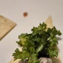 황실구이 | [청주 맛집] 황실양고기 점심특선 후기! 고급스러운 양갈비와 인생 열무김치국수의 완벽한 만남