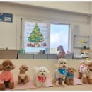 별이애견 이미지