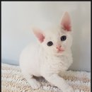 캣스쿨