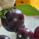 루니농장 이미지