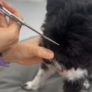 우리집강아지 애견미용 | 일산애견미용 몽그린: 강아지 셀프미용하는 방법 배우는 홈케어교육 후기