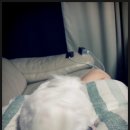 뽀삐애견 이미지