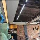 천안 강아지분양 고양이분양 파라다이스펫본점 이미지