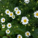 오늘도예쁘게 이미지