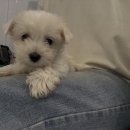 창원강아지분양 헬스독 애견입양 말티푸들포메라니안미니비숑 이미지