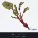 [정보] 작물의 생장 시간 및 성숙