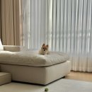 댕편한세상 이미지