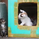 똥꼬발랄 이미지