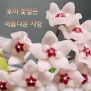 꽃피는집 이미지