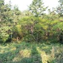 화원태양광발전소 이미지