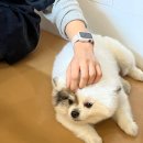 도그헬퍼 이미지