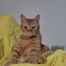 뱃살야옹 이미지