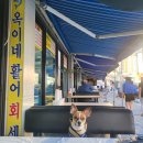 옥이활어 티스토리