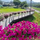 금산천 데크길 이미지