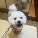 복슬 강아지 | 임시보호 강아지 비숑 미용 후기｜별내 애견미용샵 별몽