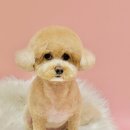 미용해·독 이미지