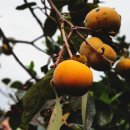 하귤민박 이미지