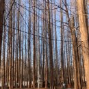 멍레스트 이미지