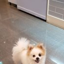 디어도그 이미지