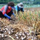 충북농업기술원 마늘연구소 이미지
