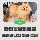 마루치과병원 | 라라동물의료원에서 심장병 포메라니안의 치과 치료 받은 후기
