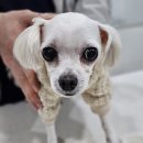 상대원 동물병원 이미지
