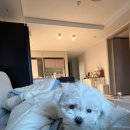 아기강아지 | 평택 강아지 분양 추천｜캉스펫 아기 비숑 입양 후기