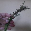 산약초와 산행 이미지